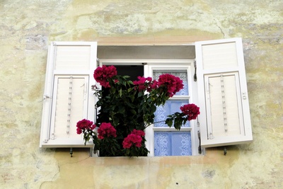 Blumenfenster-Fensterblumen