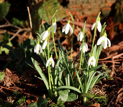 HALLO FRÜHLING IV