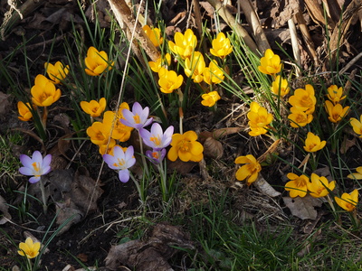 der frühling kommt mit macht