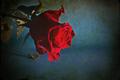 eine rote rose