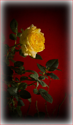 rose in gelb
