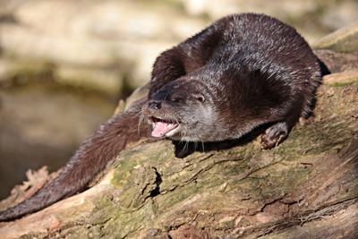 Lachender Otter