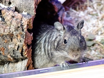 Degu