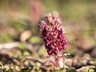 Rote Pestwurz