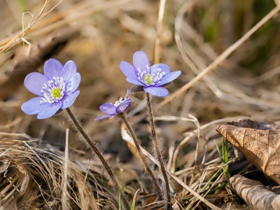 Leberblümchen