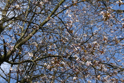 Frühlingsbaum II