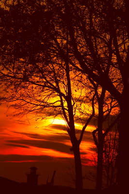 Bäume vor dem Sonnenuntergang