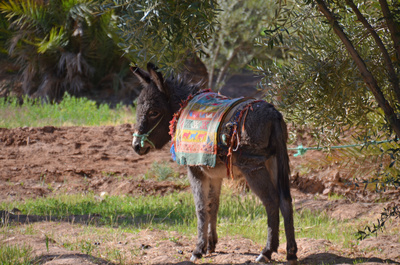 Der Esel - Transportmittel Nr. in Marokko