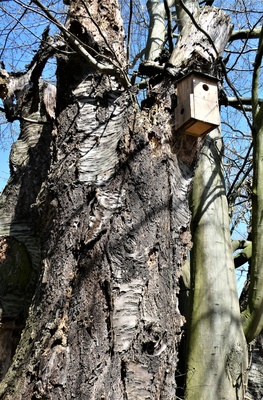 Ökologisch Gärtnern - Toter Kirschbaum als Biotop