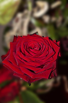 rote rose