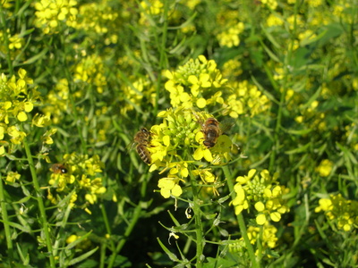 Senfblüte mit Biene und Insekt