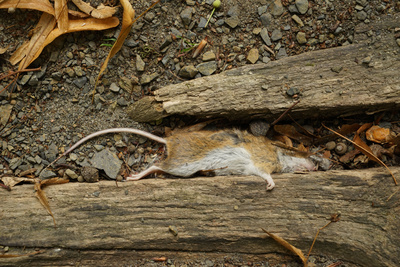 tote Maus tote Maus