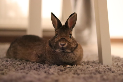 Kaninchen im Wohnzimmer