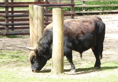 Heckrind im Tierpark