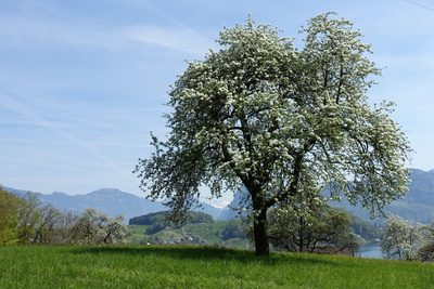 Blühender Birnbaum