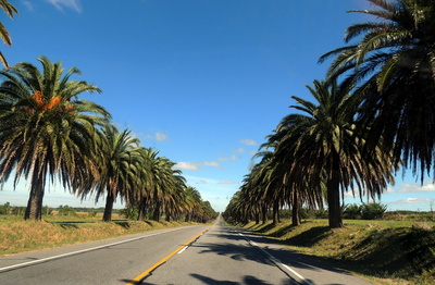 Palmenallee in Uruguay