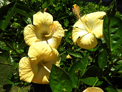 Gelber Hibiskus &bdquo;Hibiscus brackenridgei&ldquo;