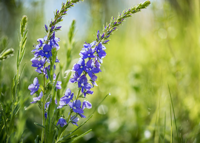 Veronica austriaca