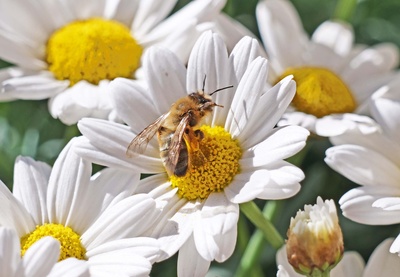 Margeriten mit Besuch