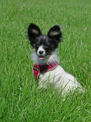 Henrietta ein Papillon