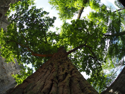 ... ein Baum