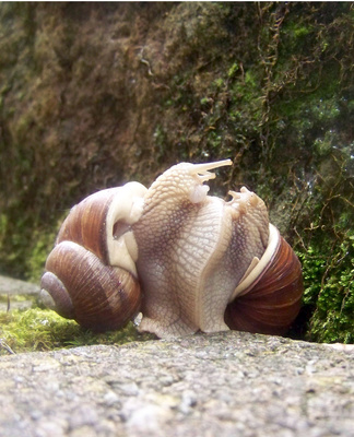 &hellip;wahre Schneckenliebe