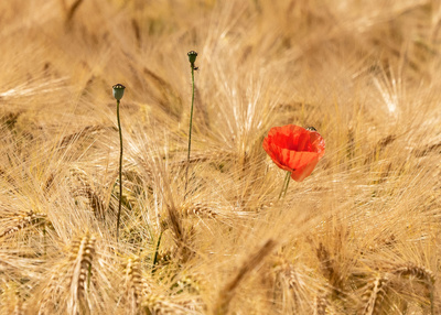 Mohn im Gerstenfeld