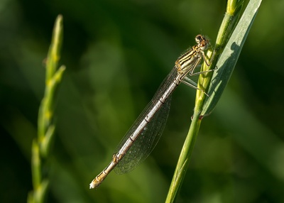 Blaue Federlibelle-3