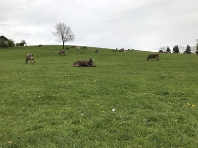 Rinderherde im Allgäu 1 Rinderherde im Allgäu 1