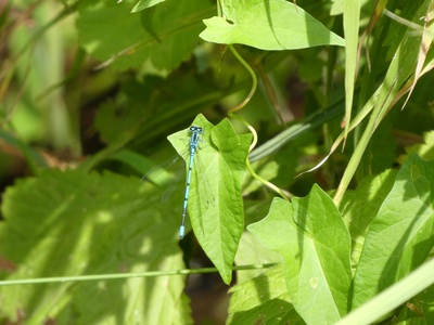 Blaue Libelle