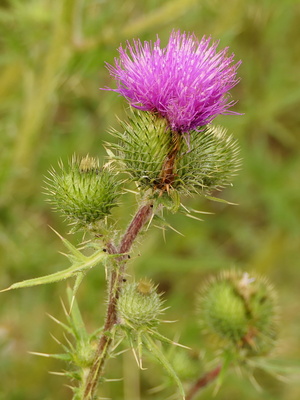 Sommerblume