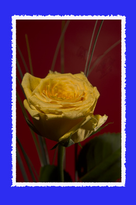 eine gelbe rose