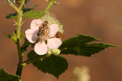 Bienenweide