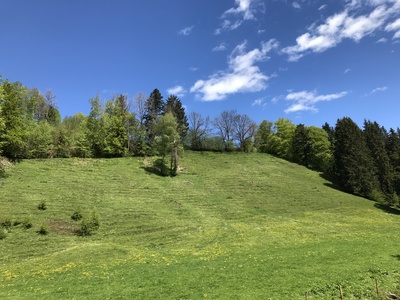 Wiese: Eistobel im Westallgäu Wiese: Eistobel im Westallgäu