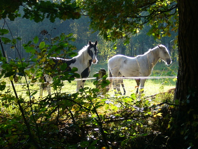 Pferde im Herbstlicht