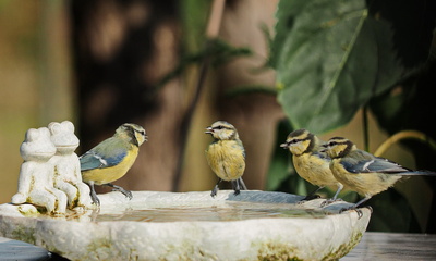 &bdquo;quartetto cinciarella&ldquo;