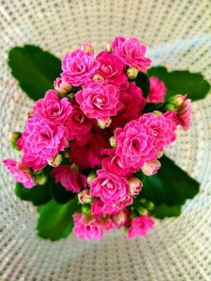 Kalanchoe in pink