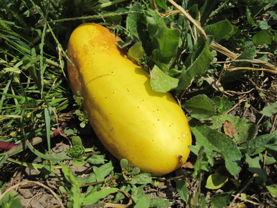 Yellow Cucumber