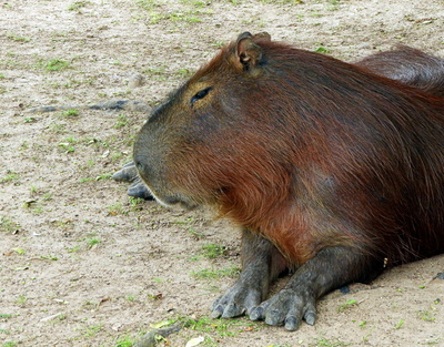 Das Capybara aus Uruguay