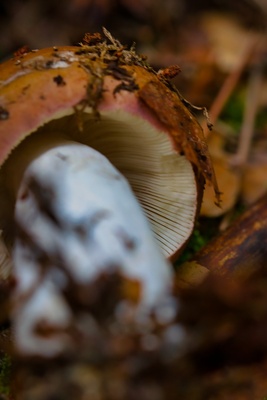 Pilz im Wald