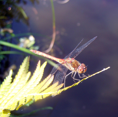 Libelle an unserem Teich