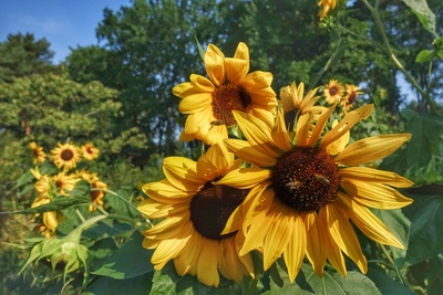 Sonnenblumen mit Bienen