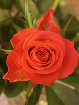 Schöne Rosenblüte