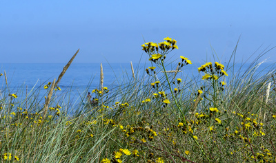 Blütenpracht in den Dünen . . . .