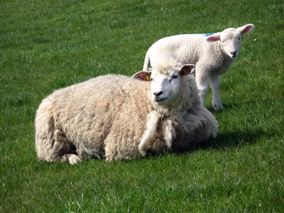 Schafmutter und Lamm