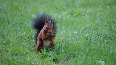 Eichhörnchen isst Traube