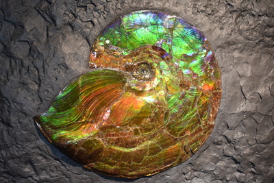 Ammonit in Farbenpracht