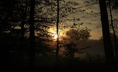 Sonnenaufgang am Waldrand