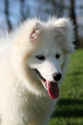 Weißer Hund