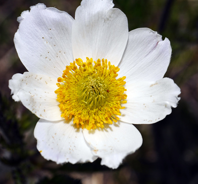 Alpenblüte II